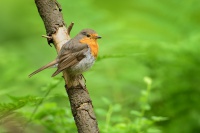 Cervenka obecna - Erithacus rubecula - European Robin 0369